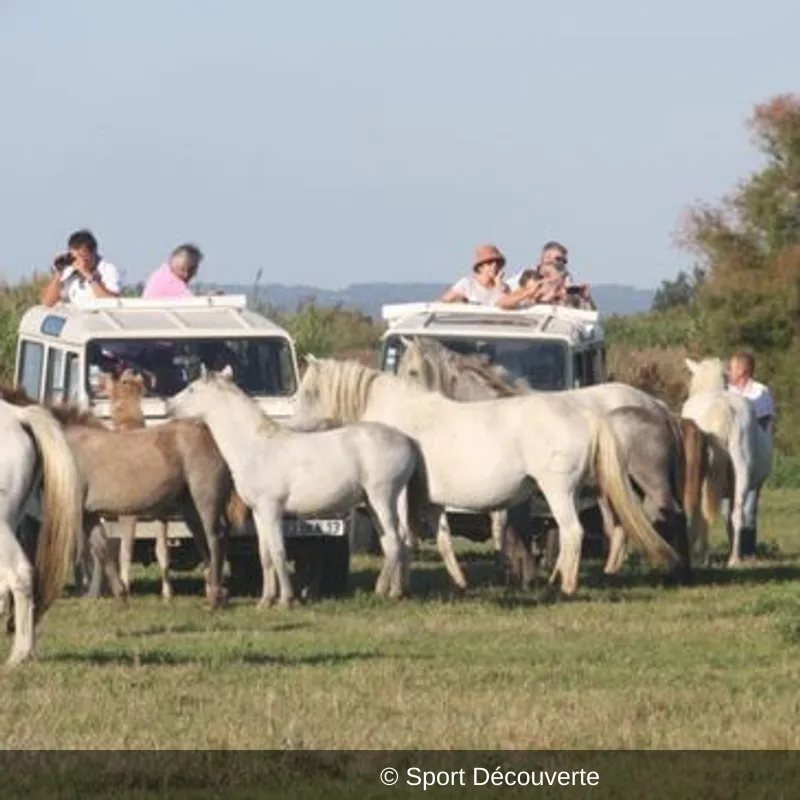 Randonnée Safari en 4x4 en Camargue à Aigues-Mortes