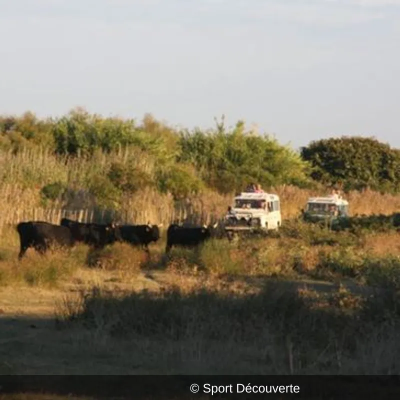 Randonnée Safari en 4x4 en Camargue près d’Arles